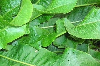 Как лечить остеохондроз листьями хрен thumbnail