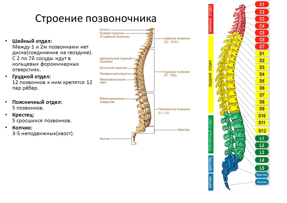 L3 Позвонок Где Находится Фото