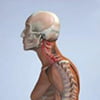 О сколиозе шейного отдела свидетельствует искривление позвоночника, наблюдающееся в области 3-6 позвонков. Возникает заболевание в раннем возрасте, поэтому, вовремя установленный диагноз поможет устранить прогрессию патологии.